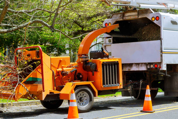 Professional Tree Services in White Plains, NY