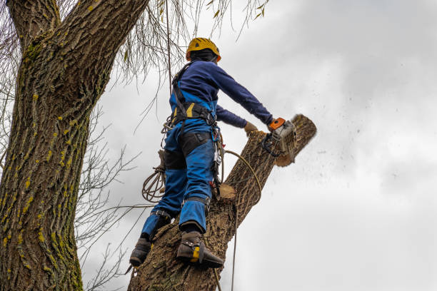 Best Tree Trimming and Pruning  in White Plains, NY