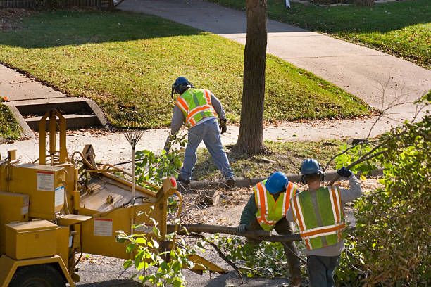 How Our Tree Care Process Works  in White Plains, NY